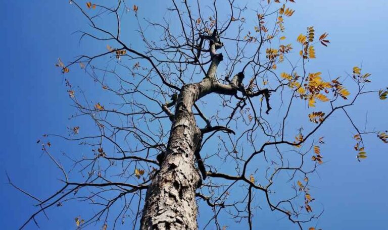 What to Do if a Neighbour's Tree Is Affecting You