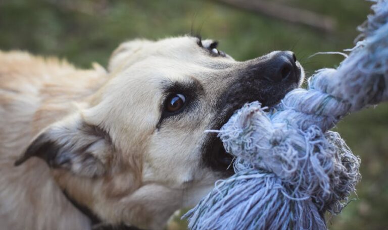 Dog Bite Levels and Their Use in Personal Injury Cases
