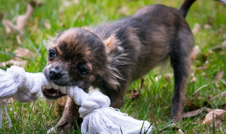 What to Do After a Dog Bite Injury
