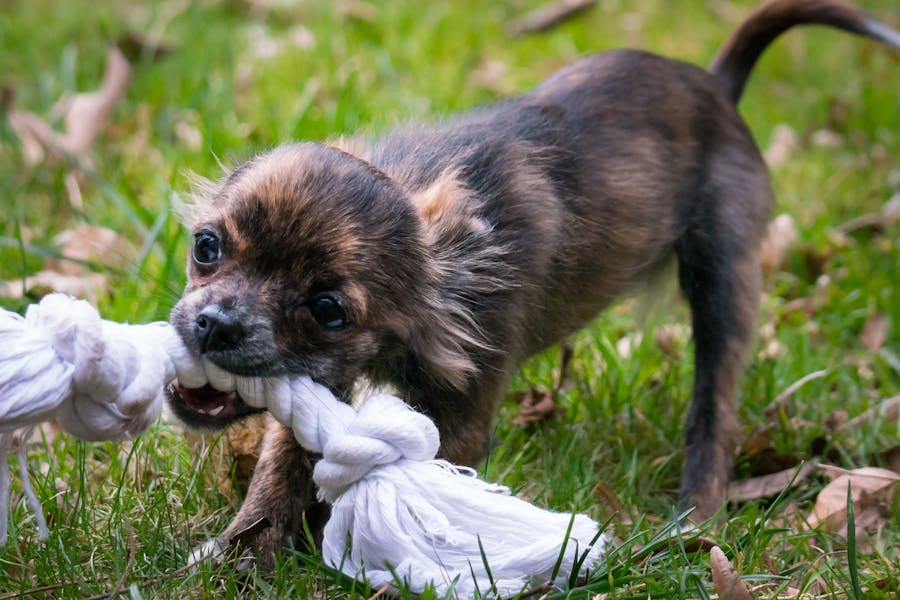 What to Do After a Dog Bite Injury
