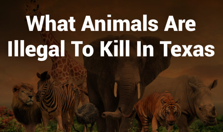 What Animals Are Illegal to Kill in Texas