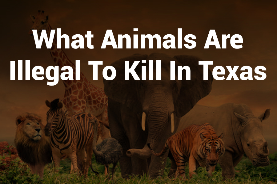 What Animals Are Illegal to Kill in Texas