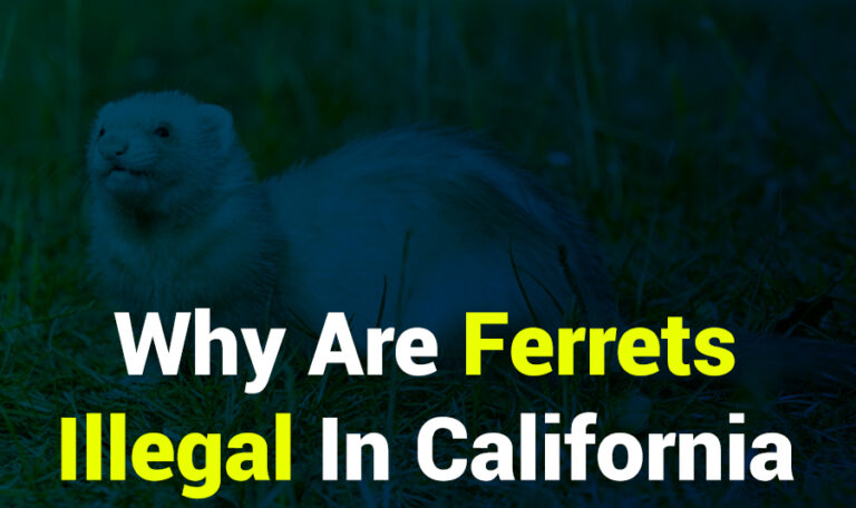 why are ferrets illegal in california