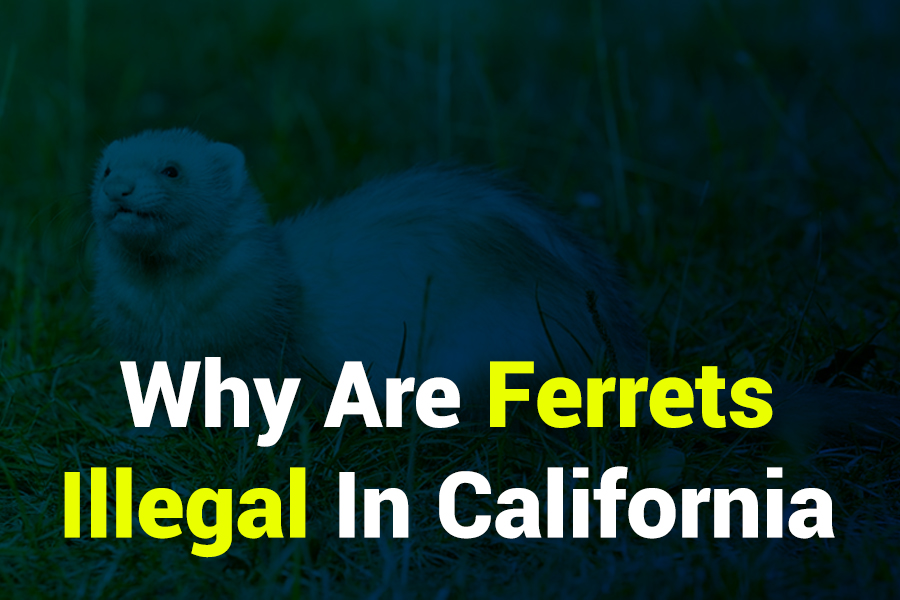 why are ferrets illegal in california